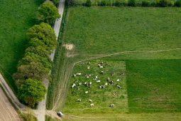Objets volants, Vue aerienne, Paysage, Campagne, Animaux, Vache, Tourisme