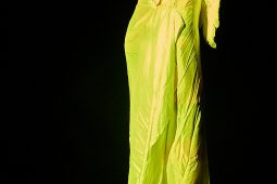 Concert, Yaroslava Dautry