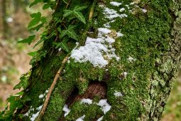 Tourisme, Paysage, Neige