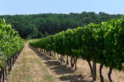 Tourisme, Saint-Emilion