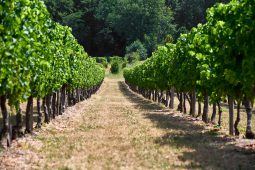 Tourisme, Saint-Emilion