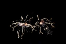 Allemagne, Festival pyrotechnique