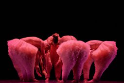 Spectacle, Tutu