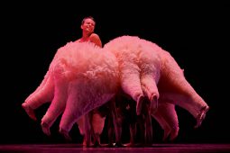 Spectacle, Tutu