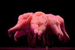 Spectacle, Tutu