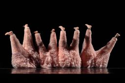 Spectacle, Tutu