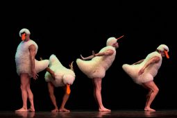 Spectacle, Tutu