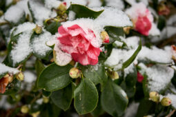 Tourisme, Paysage, Neige, Fleur