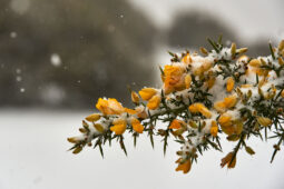 Tourisme, Paysage, Neige, Fleur