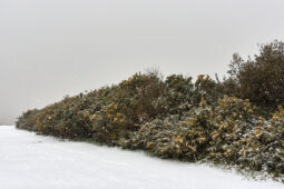 Tourisme, Paysage, Neige