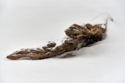 Tourisme, Paysage, Neige, Arbre, Branche