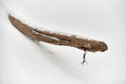 Tourisme, Paysage, Neige, Arbre, Branche