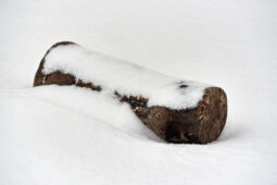Tourisme, Paysage, Neige, Arbre, Branche