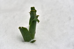 Tourisme, Paysage, Neige, Légume, Poireau
