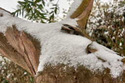 Tourisme, Paysage, Neige, Arbre, Eucalyptus