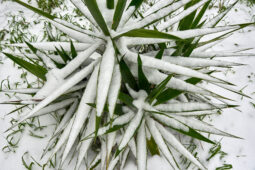 Tourisme, Paysage, Neige, Plante, Yuka