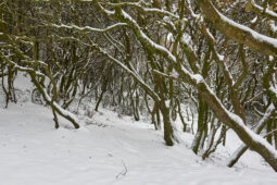 Tourisme, Paysage, Neige, Arbre, Forêt