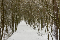 Tourisme, Paysage, Neige, Arbre, Forêt