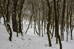 Tourisme, Paysage, Neige, Arbre, Forêt