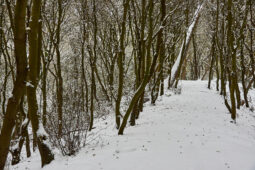 Tourisme, Paysage, Neige, Arbre, Forêt