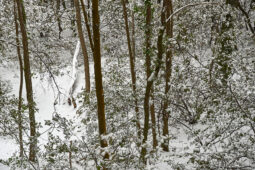 Tourisme, Paysage, Neige, Arbre, Forêt