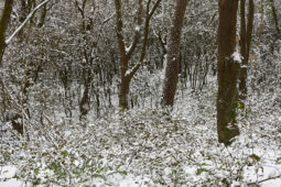 Tourisme, Paysage, Neige, Forêt, Arbre