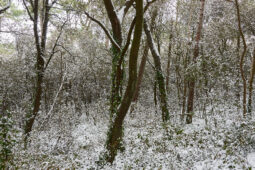 Tourisme, Paysage, Neige, Forêt, Arbre