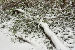 Tourisme, Paysage, Neige, Forêt, Arbre, Branche
