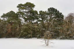 Tourisme, Paysage, Neige, Forêt, Arbre