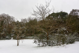 Tourisme, Paysage, Neige, Forêt, Arbre