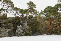 Tourisme, Paysage, Neige, Forêt, Arbre