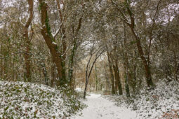 Tourisme, Paysage, Neige, Forêt, Arbre