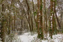 Tourisme, Paysage, Neige, Forêt, Arbre