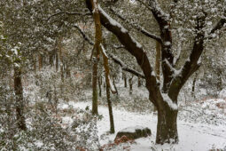 Tourisme, Paysage, Neige, Arbre, Forêt