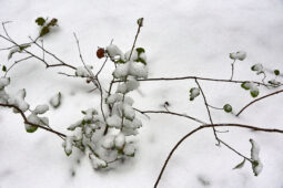 Tourisme, Paysage, Neige, Arbre, Chêne, Arbuste