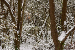 Tourisme, Paysage, Neige, Arbre, Forêt