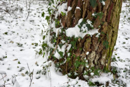 Tourisme, Paysage, Neige, Arbre
