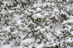 Tourisme, Paysage, Neige, Feuille