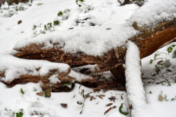 Tourisme, Paysage, Neige, Arbre, Branche