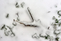 Tourisme, Paysage, Neige, Feuille