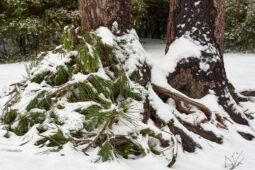 Tourisme, Paysage, Neige, Arbre, Pin