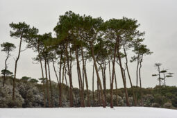 Tourisme, Paysage, Neige, Arbre, Pin, Forêt