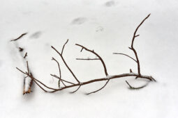 Tourisme, Paysage, Neige, Arbre, Branche