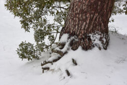 Tourisme, Paysage, Neige, Arbre, Pin