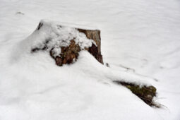 Tourisme, Paysage, Neige, Arbre, Souche