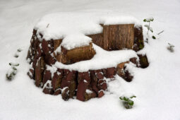 Tourisme, Paysage, Neige, Arbre, Souche, Pin