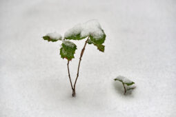 Tourisme, Paysage, Neige, Arbre, Chêne, Arbuste