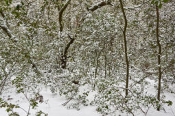 Tourisme, Paysage, Neige, Arbre, Forêt