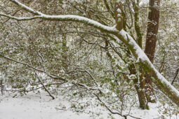 Tourisme, Paysage, Neige, Arbre, Forêt