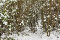 Tourisme, Paysage, Neige, Arbre, Forêt